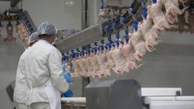 Основной прирост мирового производства мяса обеспечит птица – ФАО
